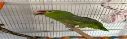 Parrots birds for sale: Red Lored Amazon Parrot in Bridgnorth - Advert 3