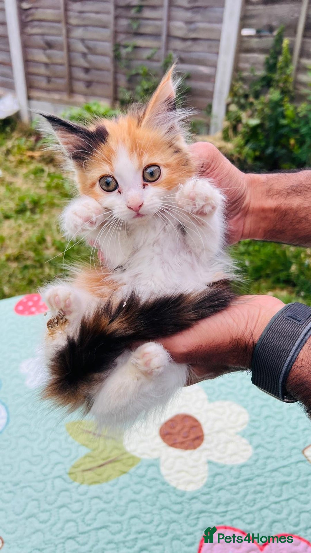 Maine Coon cats for sale: Mainecoon cross kittens  in Romford - Image 24