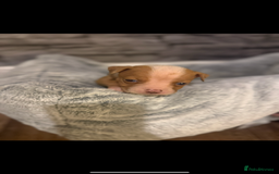 American Bulldog dogs for sale: American bulldog - Image 6