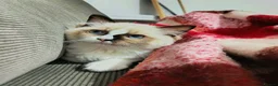 Ragdoll cats for sale: 🎀Ragdoll kittens 🎀 - Advert 7