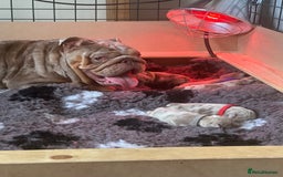 English Bulldog dogs for sale: English bulldog puppies - Image 3
