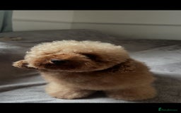 Toy Poodle dogs for stud: Gorgeous Red Toy Poodle For Stud - Image 2