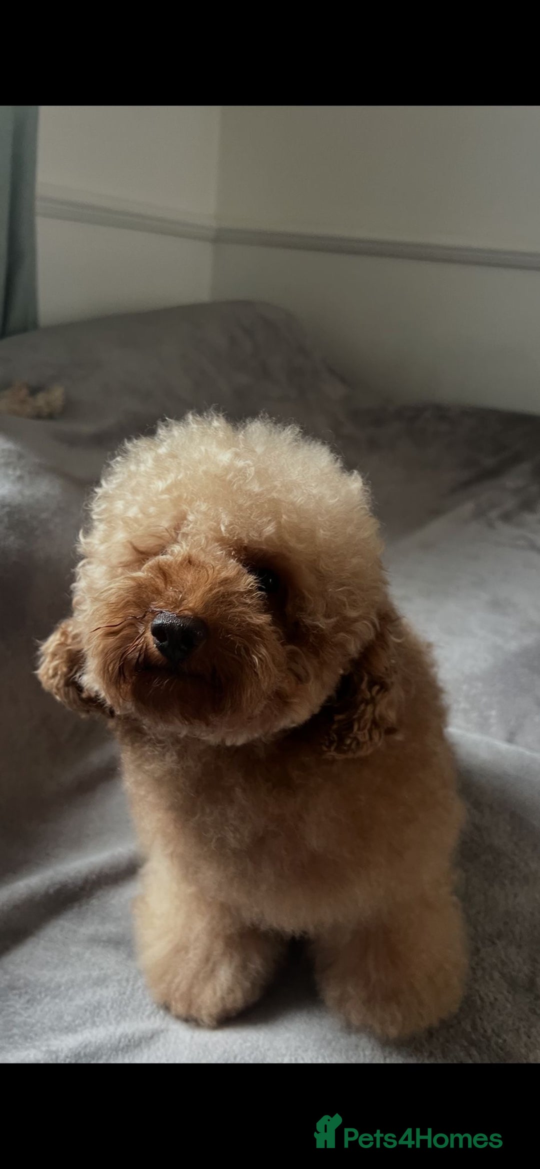 Toy Poodle dogs for stud: Gorgeous Red Toy Poodle For Stud - Image 2