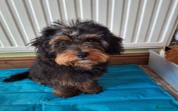 Miniature Poodle dogs for stud: KC phantom miniature poodle stud health tested in Thetford - Image 35