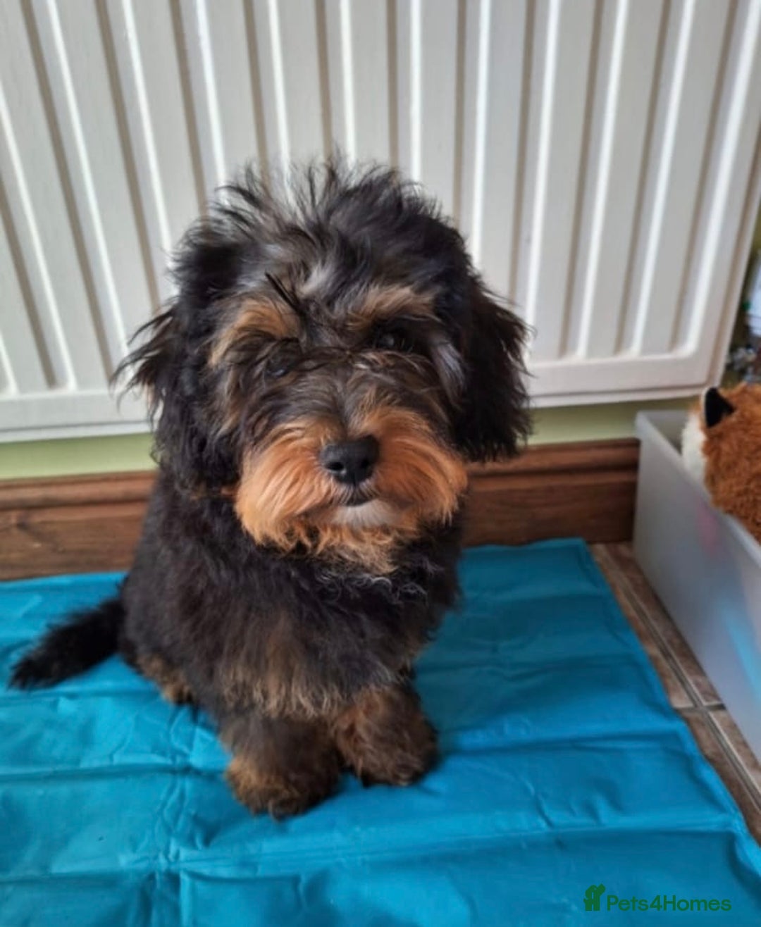 Miniature Poodle dogs for stud: KC phantom miniature poodle stud health tested in Thetford - Image 35