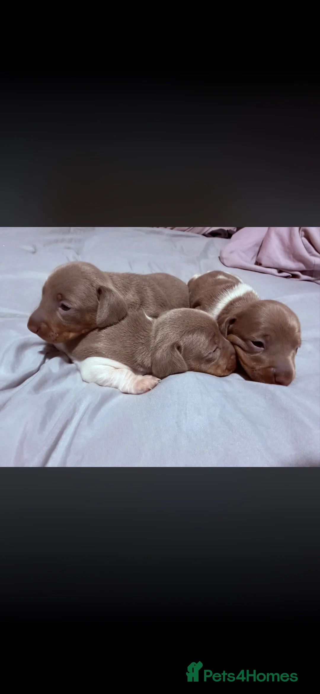 Miniature Dachshund dogs for sale: Beautiful miniature daxie babies - Advert 2