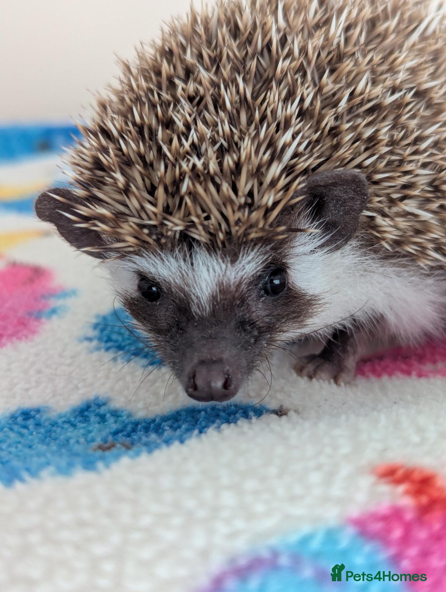 Pygmy Hedgehog rodents Friendly Male/ 14 weeks old. Reduced to £160 - Advert 1
