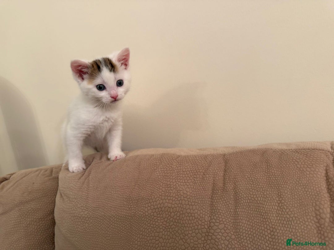 Domestic Shorthair cats for sale: Friendly Young Female Cat - Advert 11