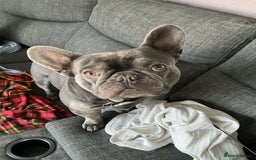 French Bulldog dogs for sale: Adorable Frenchie Puppies - Image 1