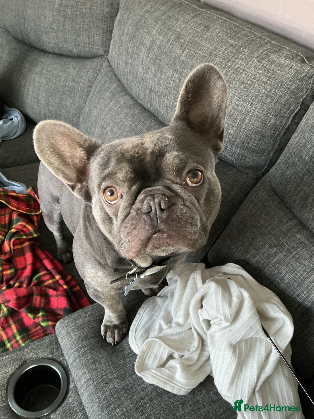 French Bulldog dogs for sale: Adorable Frenchie Puppies - Image 1