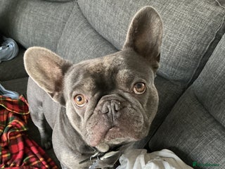 French Bulldog dogs for sale - Advert 1