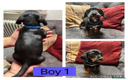 Mixed Breed dogs for sale: Beautiful jack x dachshund  - Image 4