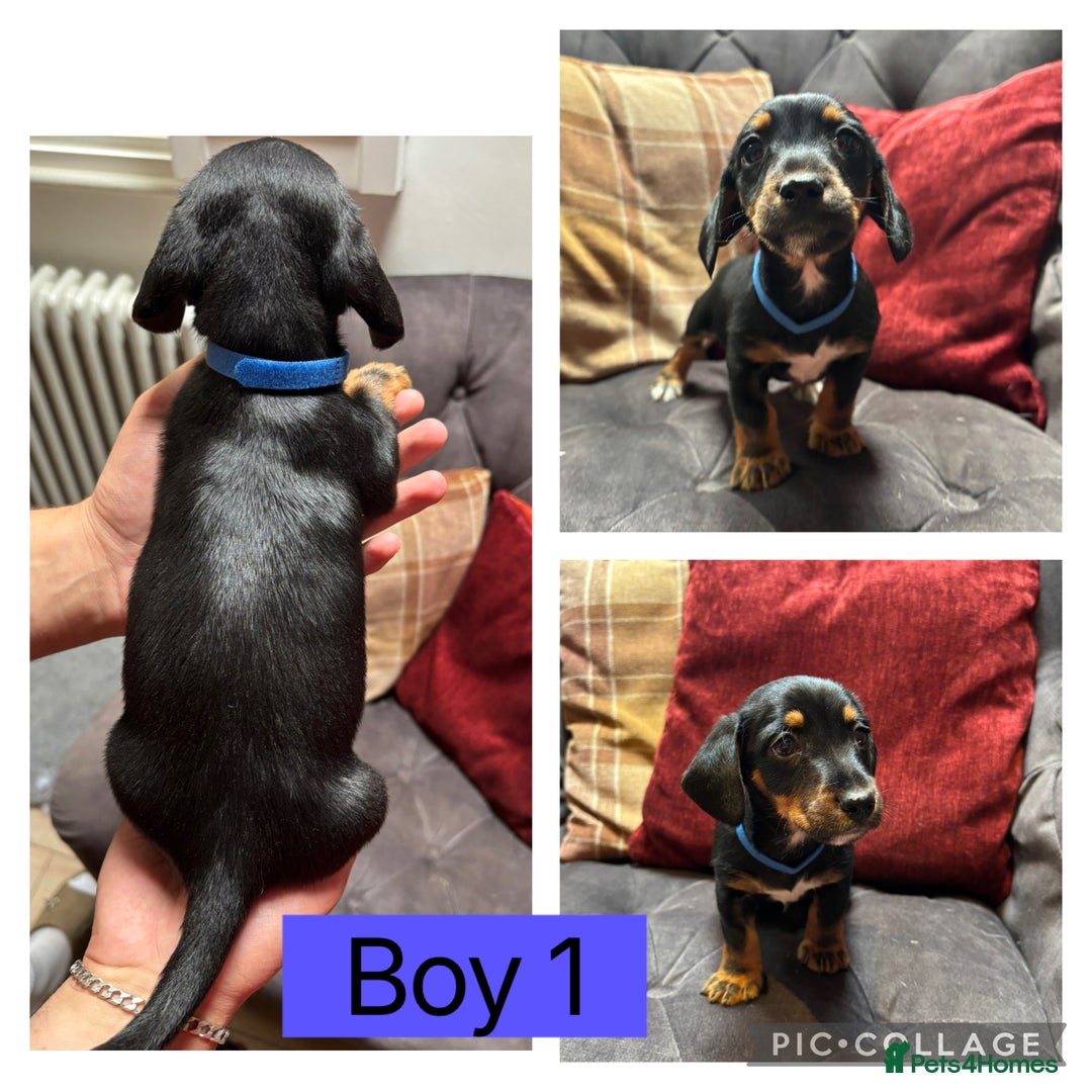 Mixed Breed dogs for sale: Beautiful jack x dachshund  - Image 4