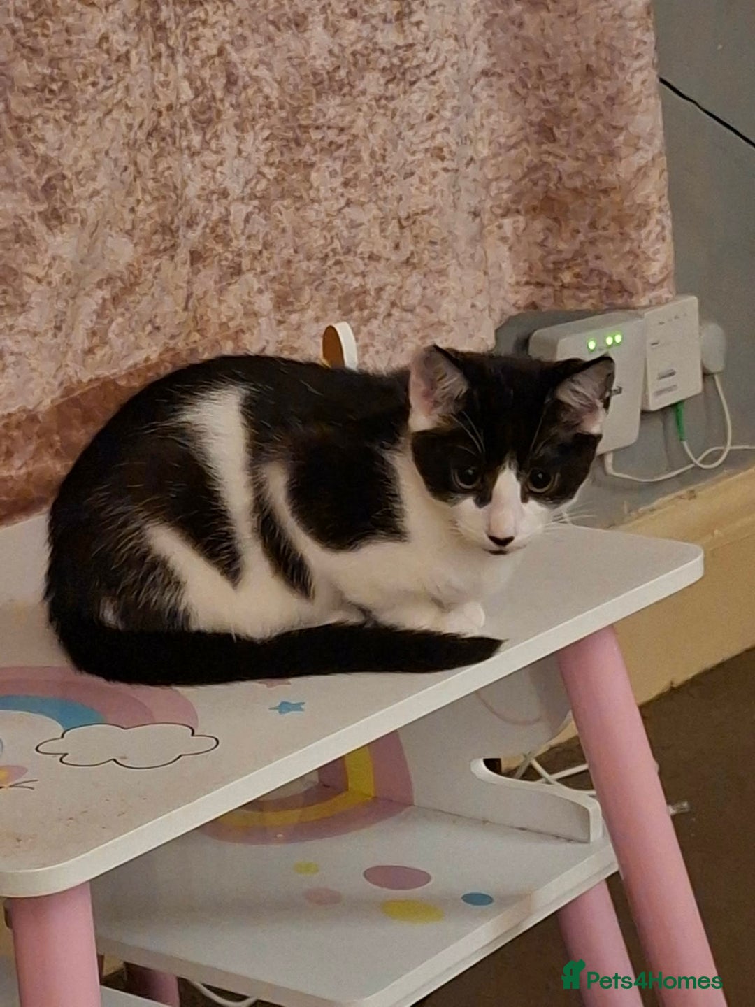 Mixed Breed cats for sale: Male kitten looking for loving home. - Advert 2