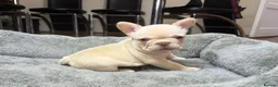 French Bulldog dogs for sale: Exotic French bulldog puppies/Health Tested Parent in Stoke-on-Trent - Advert 3