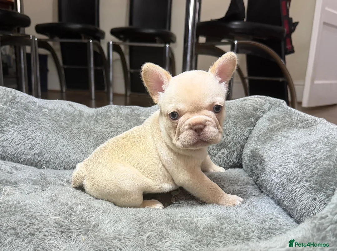French Bulldog dogs for sale:  French bulldog puppies/Health Tested Parent - Advert 2