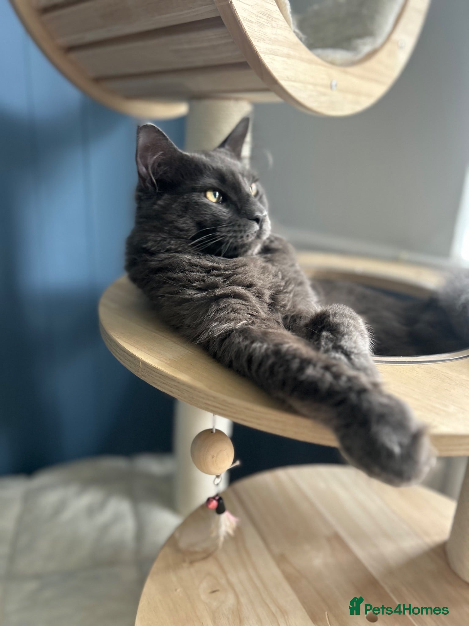 Maine Coon cats 6 month old grey Maine coon  - Advert 1