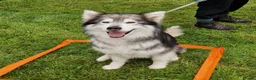 Mixed Breed dogs for sale: 6 Northern Inuit × Siberian Husky puppies - Advert 16