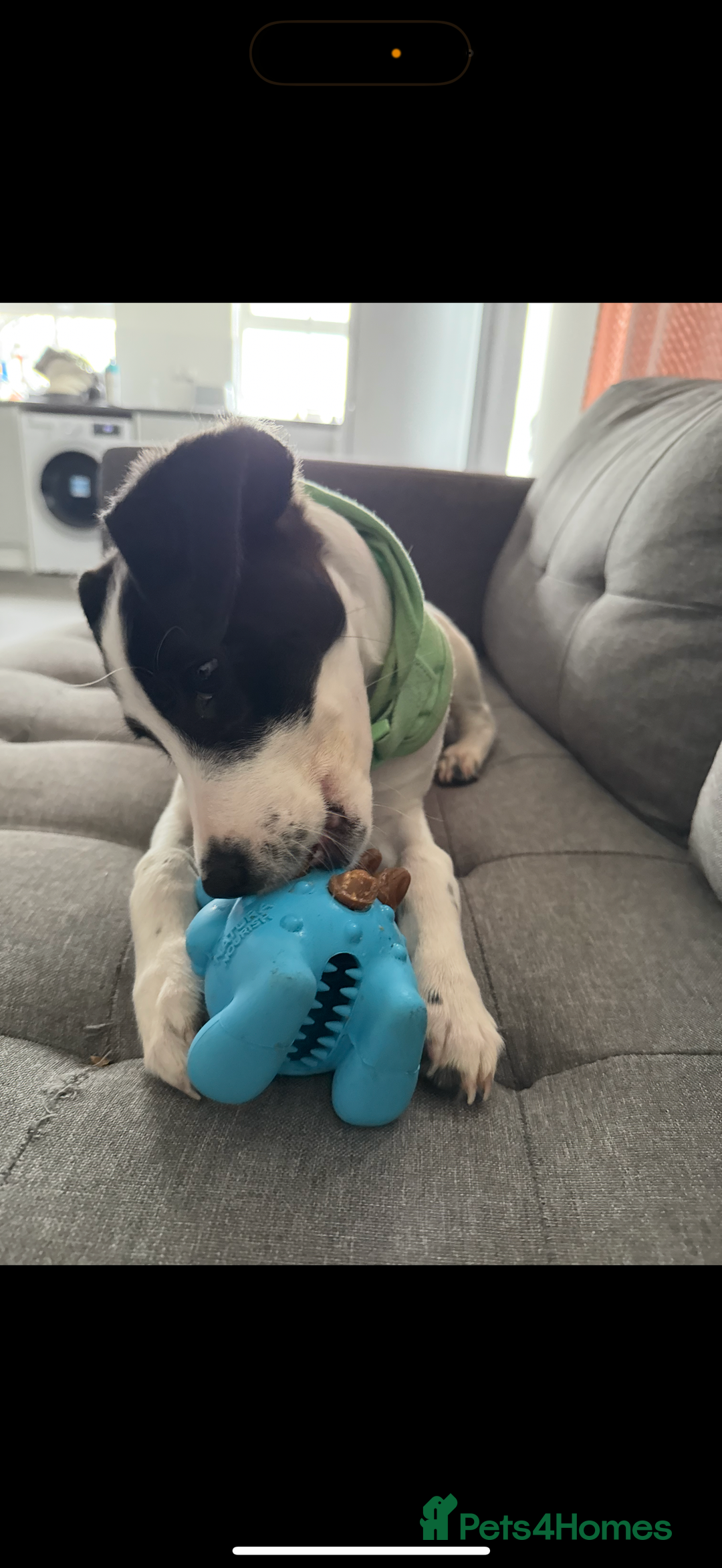 Mixed Breed dogs for sale: Bolt staffy and Jack russel mix  - Image 9