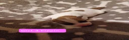 Jack Russell dogs for sale:  Minature Jack Russell Terrier Puppies. - Advert 18