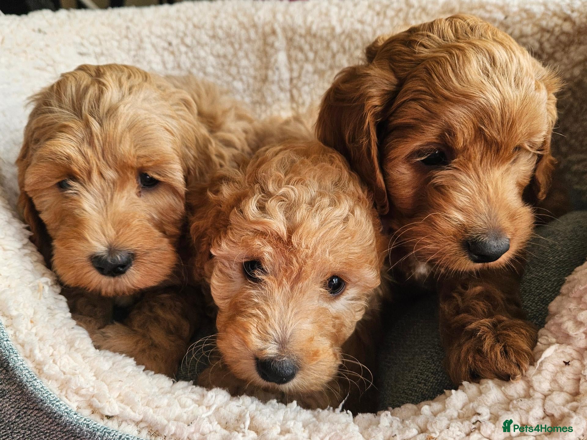 Cockapoo dogs Ready licensed breeder, red f1b cockapoo litter - Advert 2