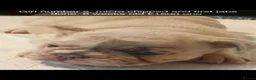 French Bulldog dogs for sale: Beautiful Frenchies  - Advert 9