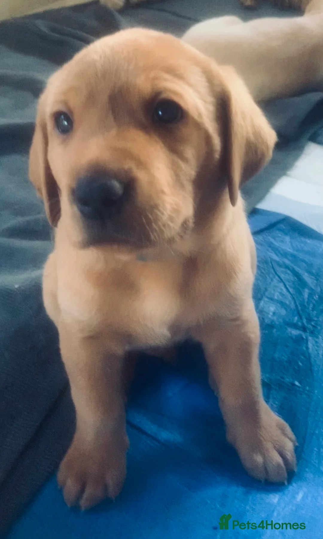 Labrador Retriever dogs for sale: 2 Adorable Labrador/Retriever puppies. - Advert 2