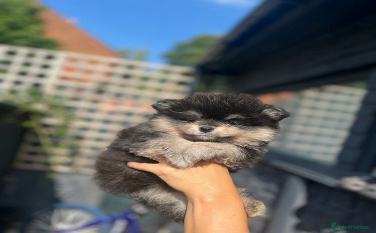 Pomeranian dogs - Advert 3