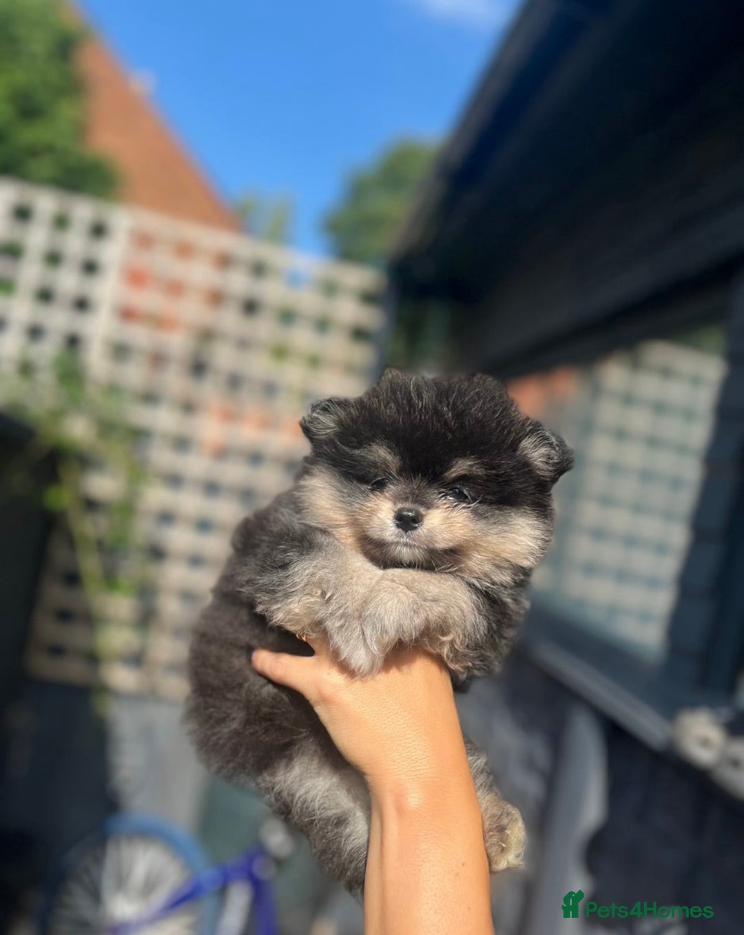 Pomeranian dogs for sale: Teddy bear Miniature Pomeranian  - Image 1