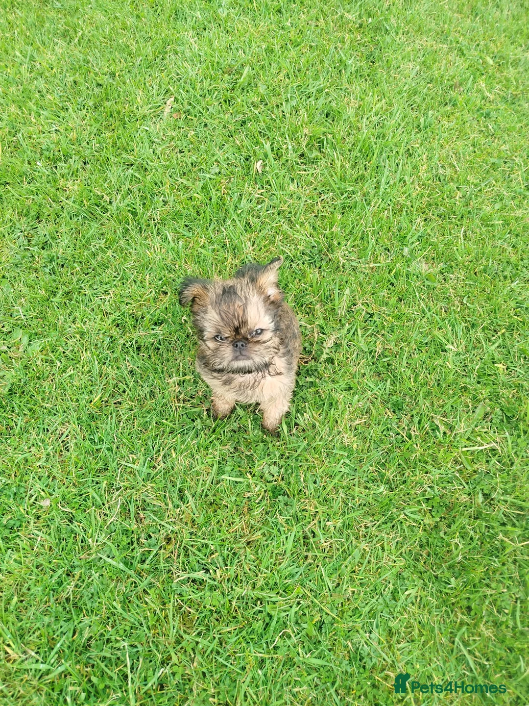 Griffon Bruxellois dogs for sale: Beautiful little boy  - Advert 2