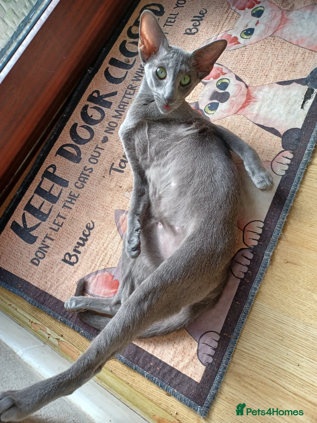 Oriental cats for sale: Beautiful Grand Champion retired Queen  in Daventry - Advert 2