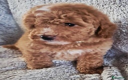 Cavapoo dogs for sale: F1bb extensively health tested caverpoo pups  - Advert 1