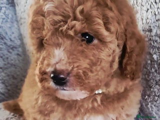 Cavapoo dogs F1bb extensively health tested caverpoo pups - Advert 16