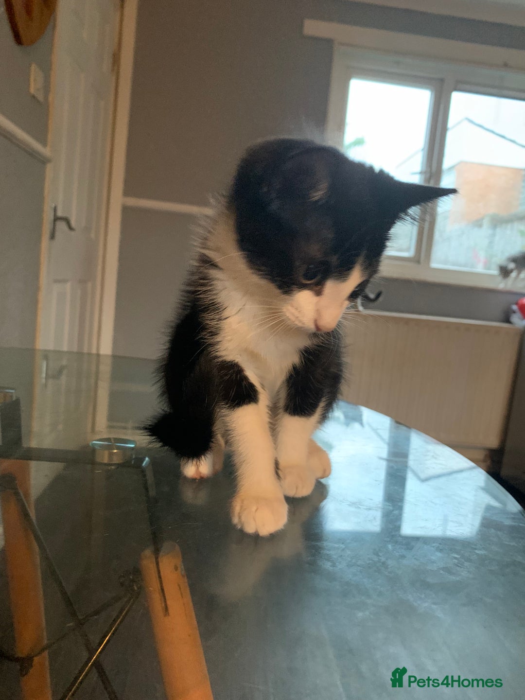 Mixed Breed cats for sale: 2 male 1female. Grey tabby, tabby, black and white - Image 3