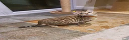 Bengal cats for sale: 🐆🐆Beautiful Pedigree Bengal Kittens🐆🐆  - Advert 11
