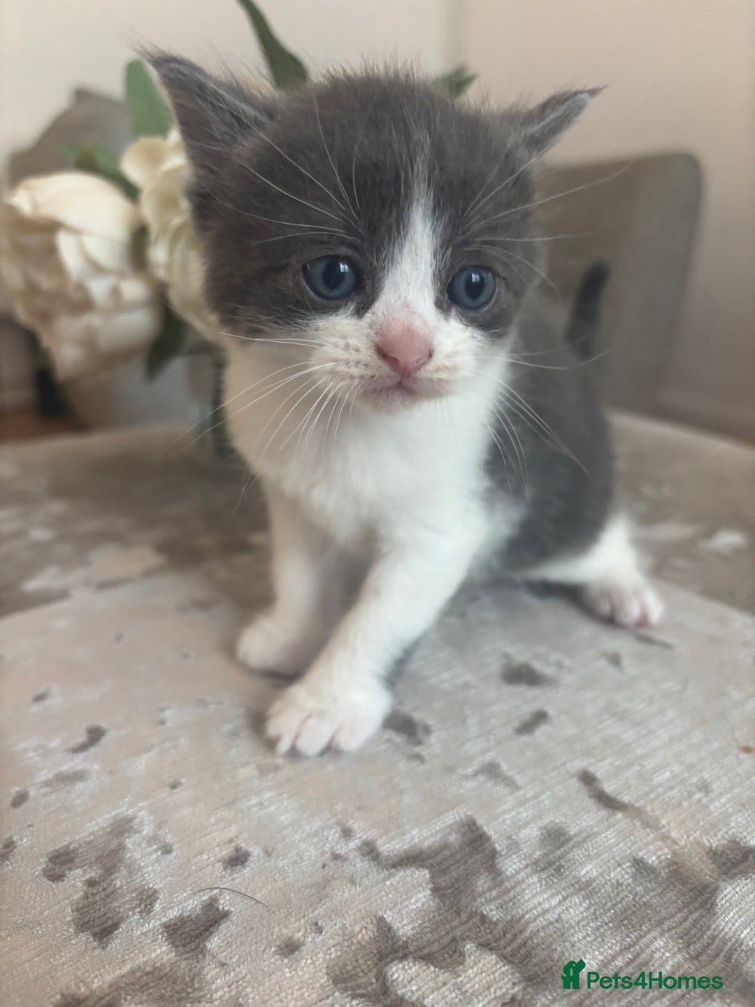 Mixed Breed cats for sale: Beautiful kittens looking for forever home  - Image 1