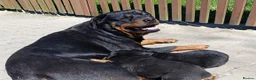 Rottweiler dogs for sale: 🩶 Beautiful Rottweiler Puppies 🩵 - Advert 2