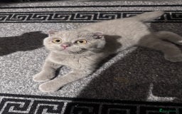 Scottish Fold cats for sale: Scotish kitten  - Image 1