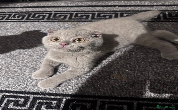 Scottish Fold cats - Advert 1