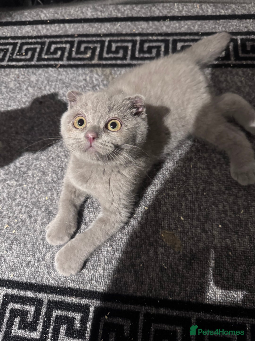 Scottish Fold cats for sale: Scotish kitten  - Image 1