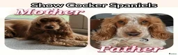 Cocker Spaniel dogs for sale: High Pedigrees, KC registered Show Cockers Puppies - Advert 4