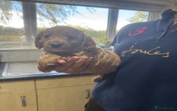 Cockapoo dogs for sale: Beautiful Fully health checked ready 22/09/2025 - Image 6
