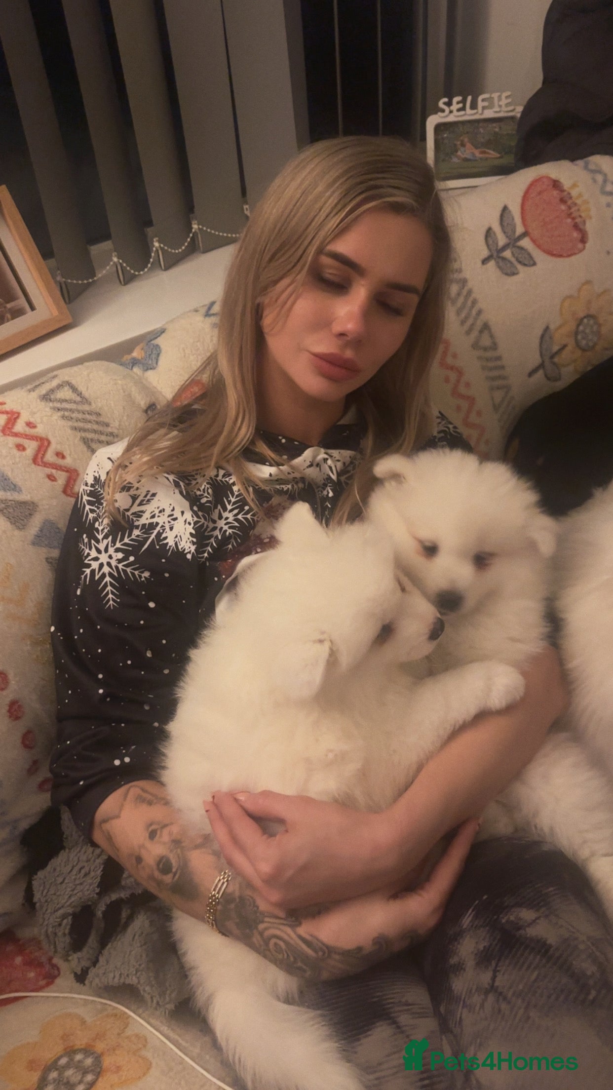 Samoyed dogs Adorable 6 Samoyed Puppies Waiting Forever Homes - Advert 11