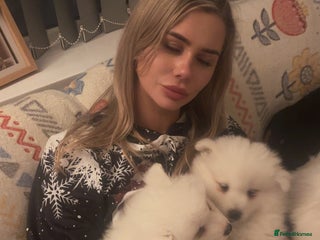 Samoyed dogs Adorable 6 Samoyed Puppies Waiting Forever Homes - Advert 11