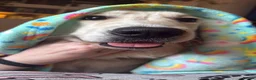 Golden Retriever dogs for sale: Female golden retriever  - Advert 13