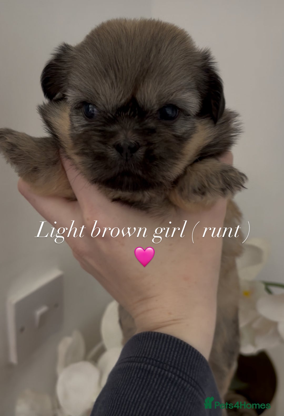 Shih Tzu dogs for sale: 4 shih tzu puppies for sale  - Image 8