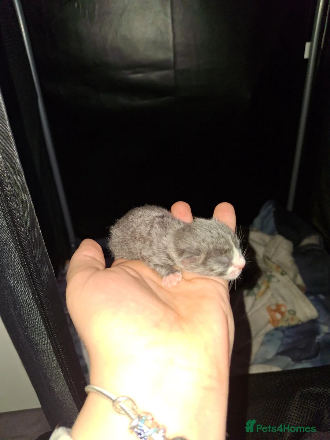 Mixed Breed cats for sale: Kittens  - Advert 7