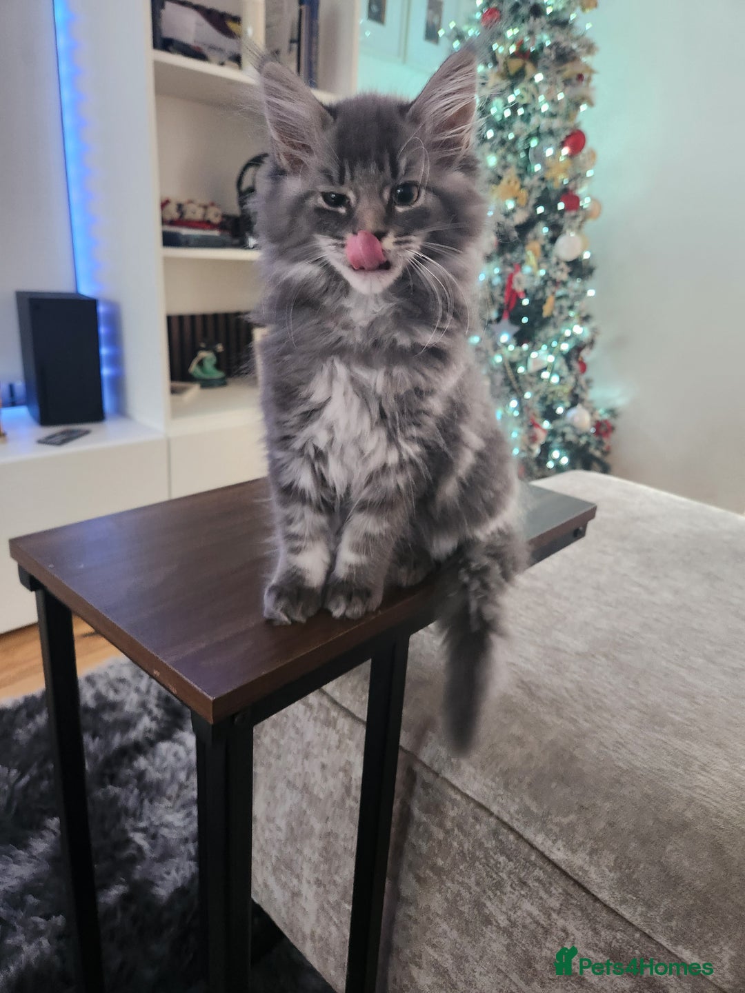Maine Coon cats for sale: 1 female Maine coons ready to leave now  - Advert 4