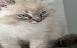 Ragdoll cats for sale: Male Ragdoll - Image 7