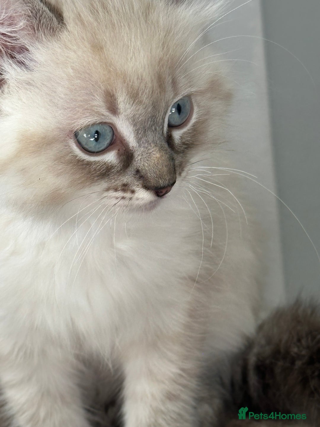 Ragdoll cats for sale: Male Ragdoll - Image 7